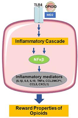 Frontiers | Aberrant Feeding and Growth in Neonates With Prenatal 